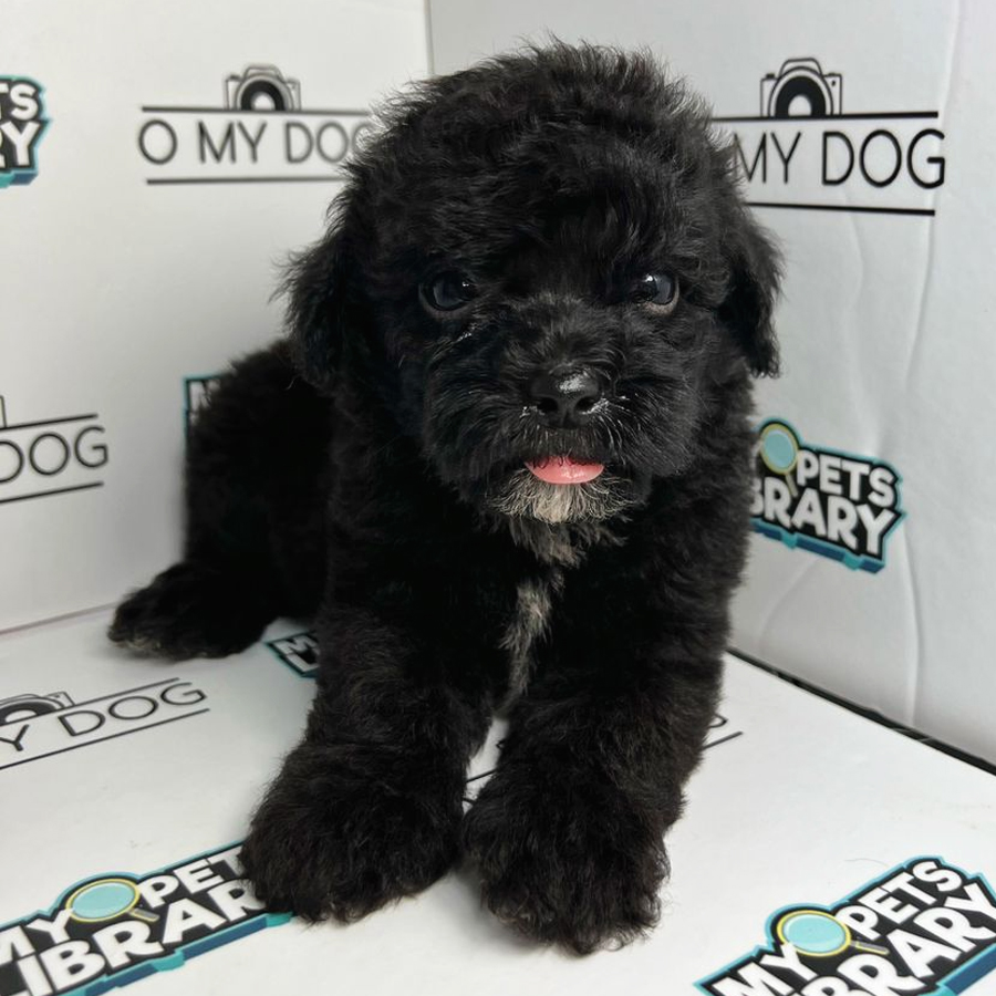 Toy Poodle Puppy (Male) For Sale
