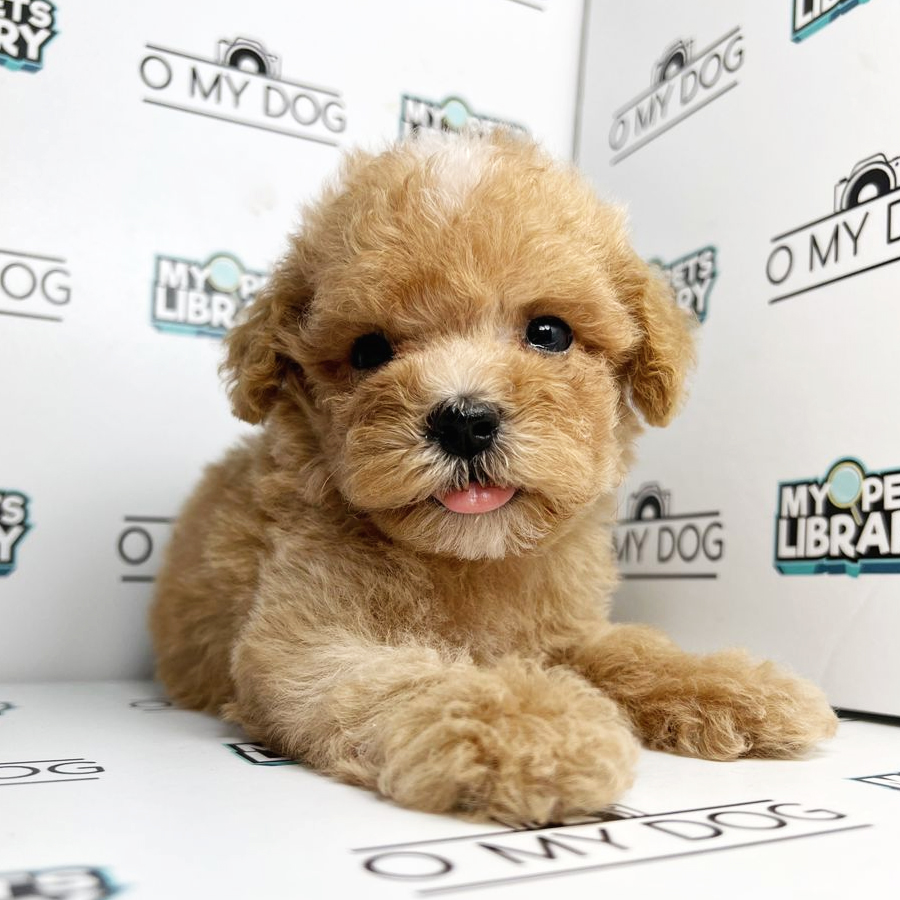 Toy Poodle Puppy (Male) For Sale