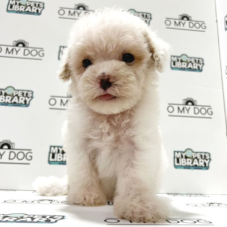 Toy Poodle Puppy (Female) For Sale