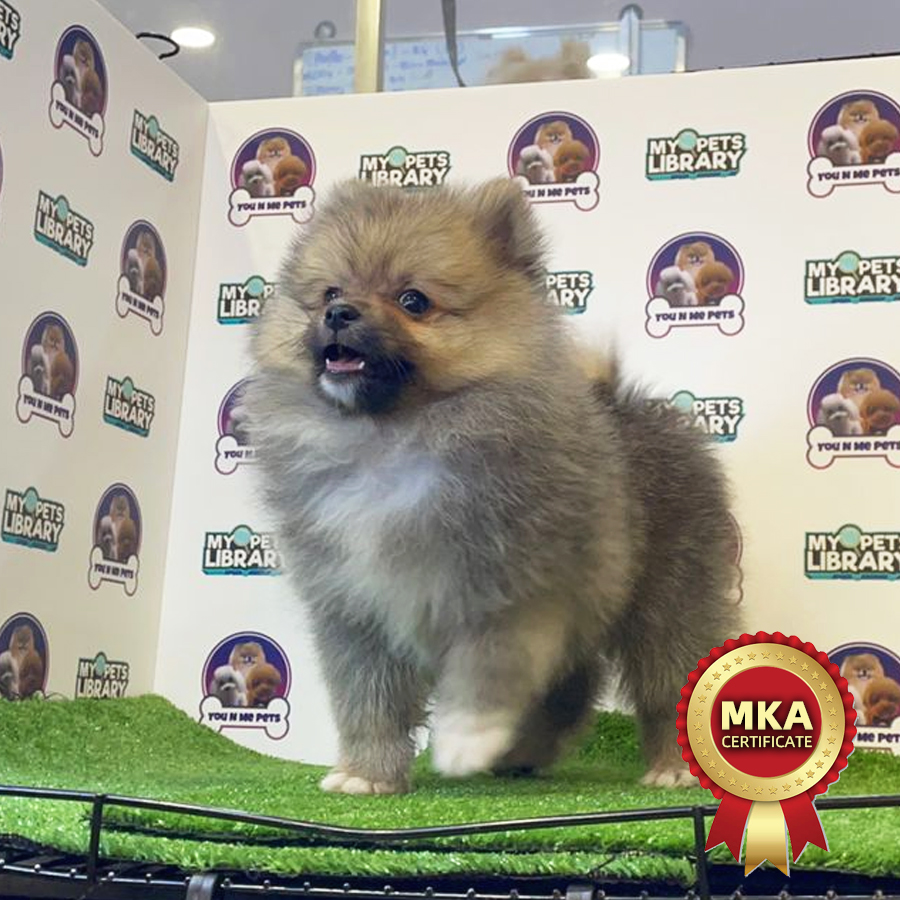 MKA Tiny Pomeranian Puppy (Male) For Sale