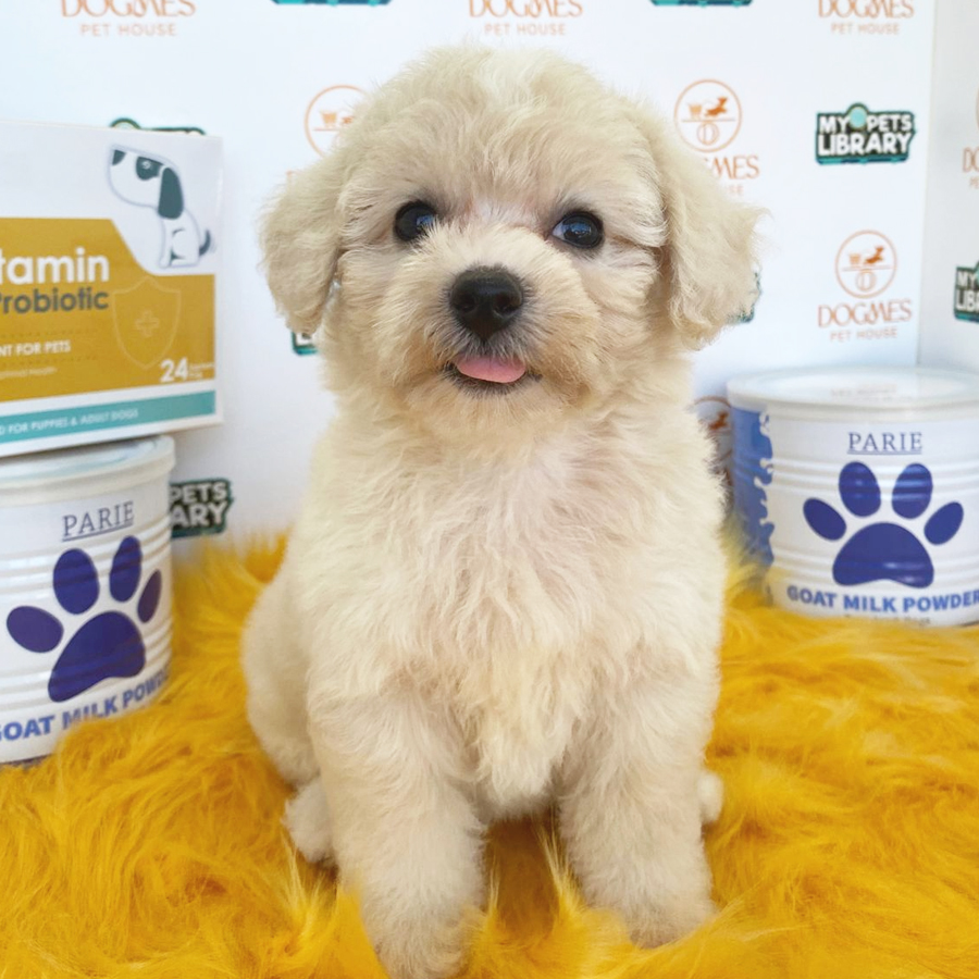 Toy Poodle Puppy (Female) For Sale