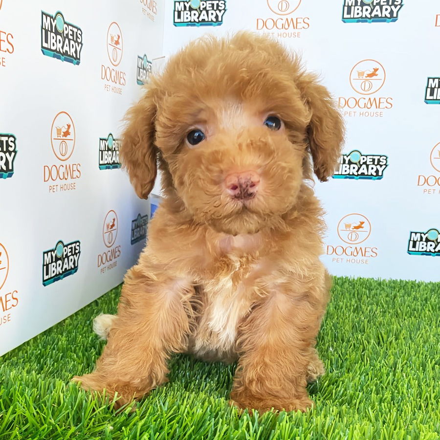 Toy Poodle Puppy (Male) For Sale