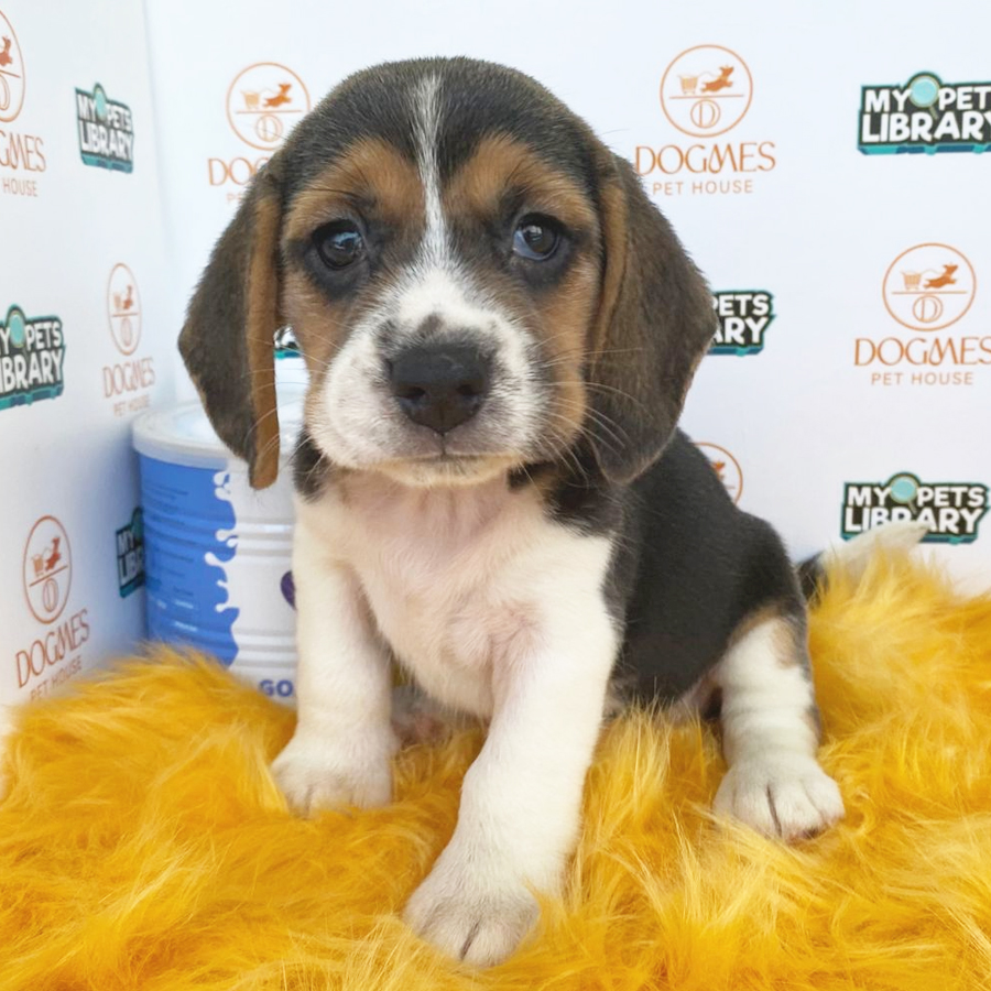 Beagle Puppy (Female) For Sale