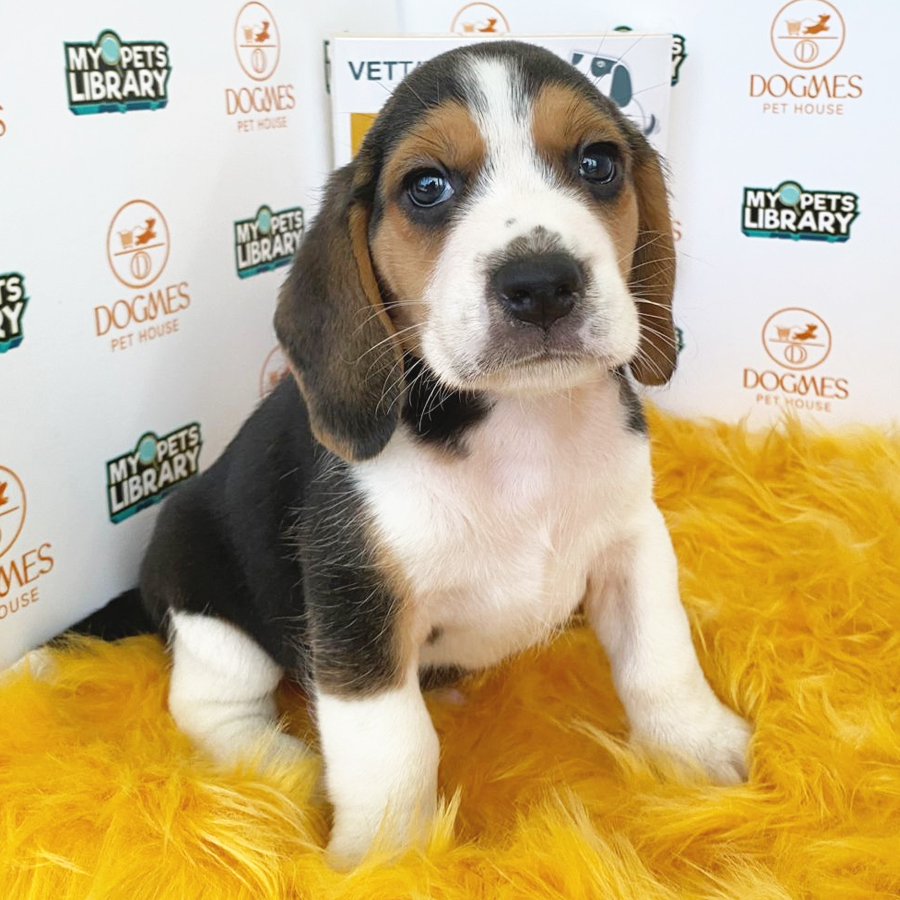 Beagle Puppy (Male) For Sale