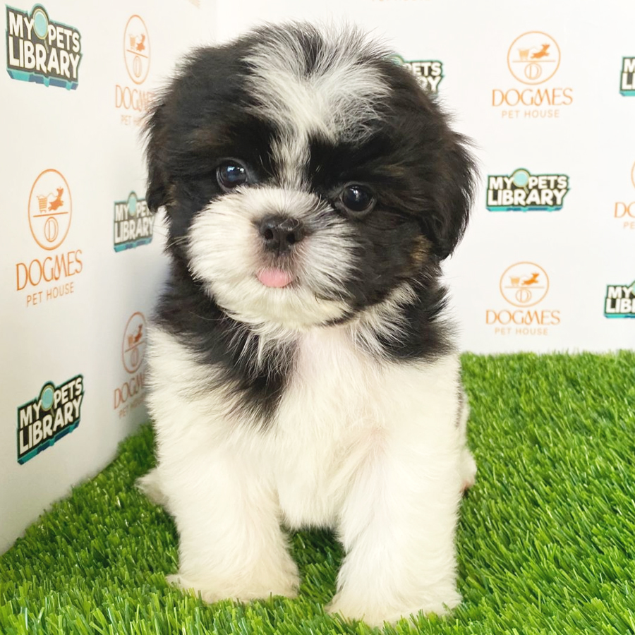 Shih Tzu Puppy (Male) For Sale