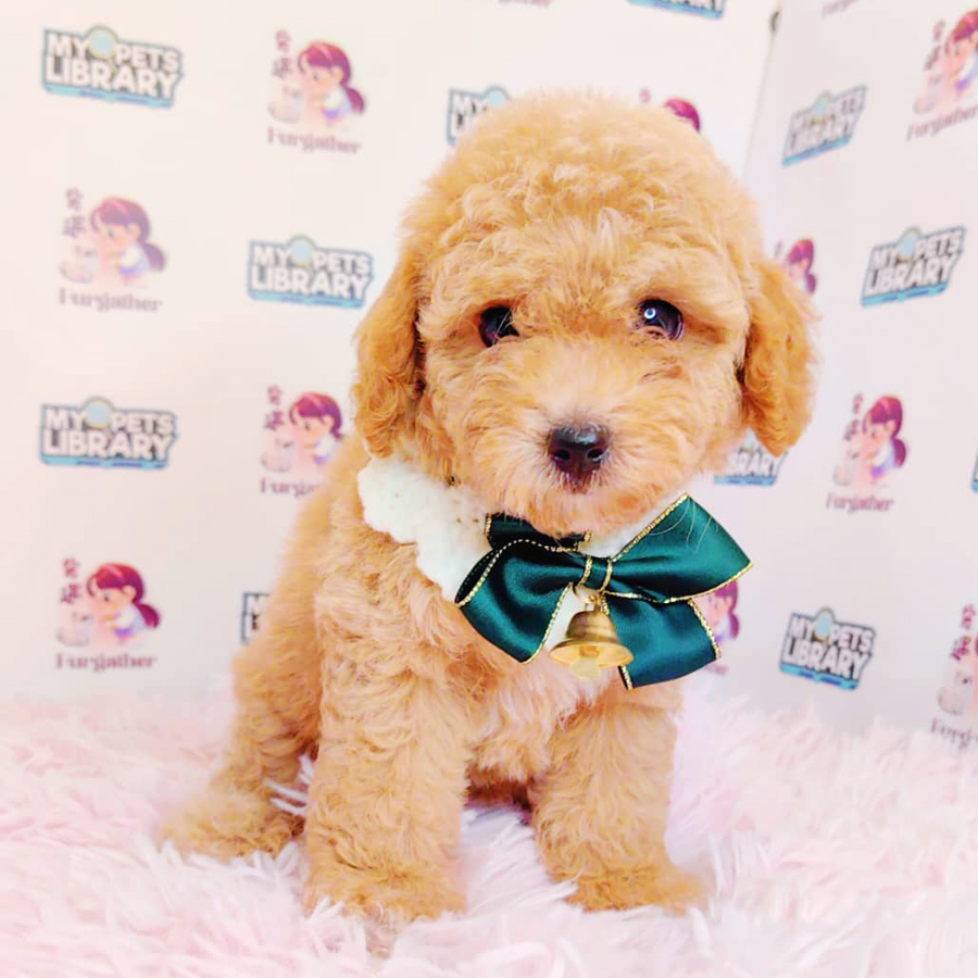 Toy Poodle Puppy (Male) For Sale