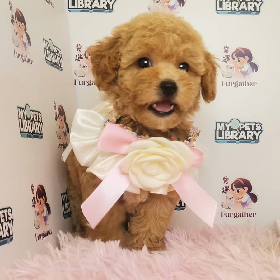 Toy Poodle Puppy (Female) For Sale