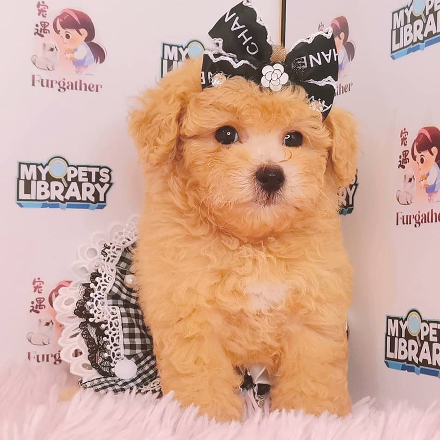 Toy Poodle Puppy (Male) For Sale
