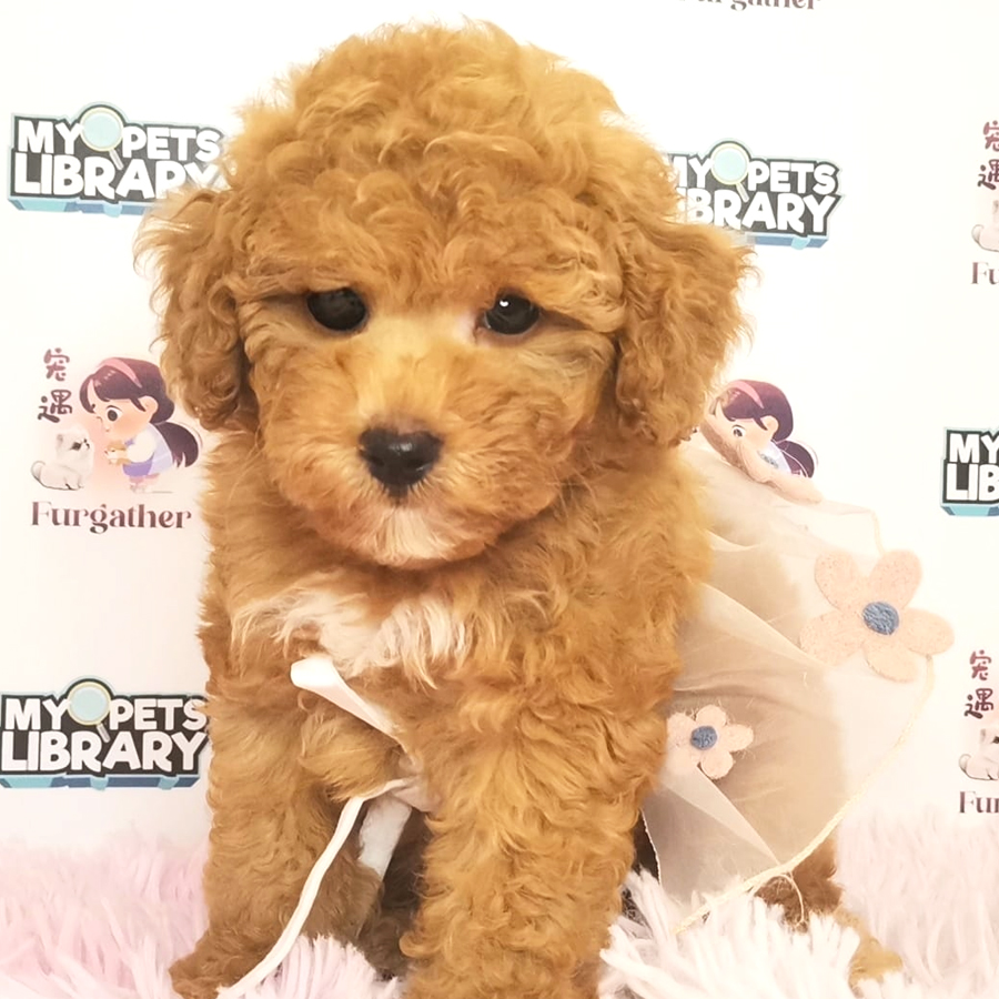 Toy Poodle Puppy (Female) For Sale