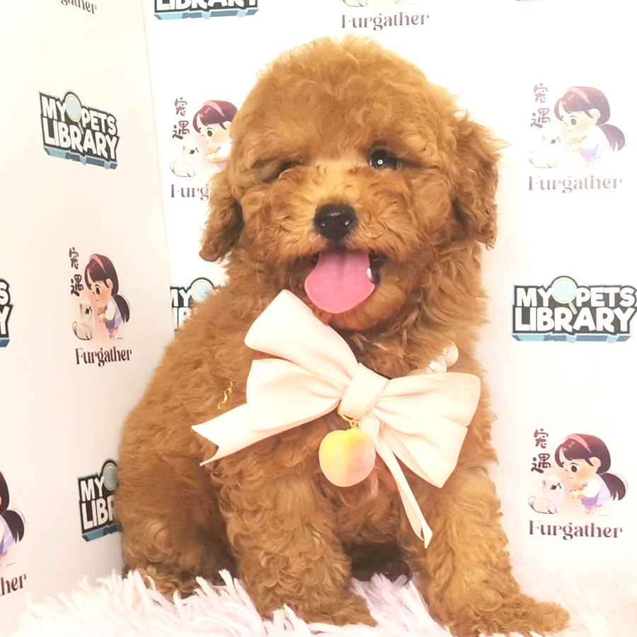 Toy Poodle Puppy (Male) For Sale