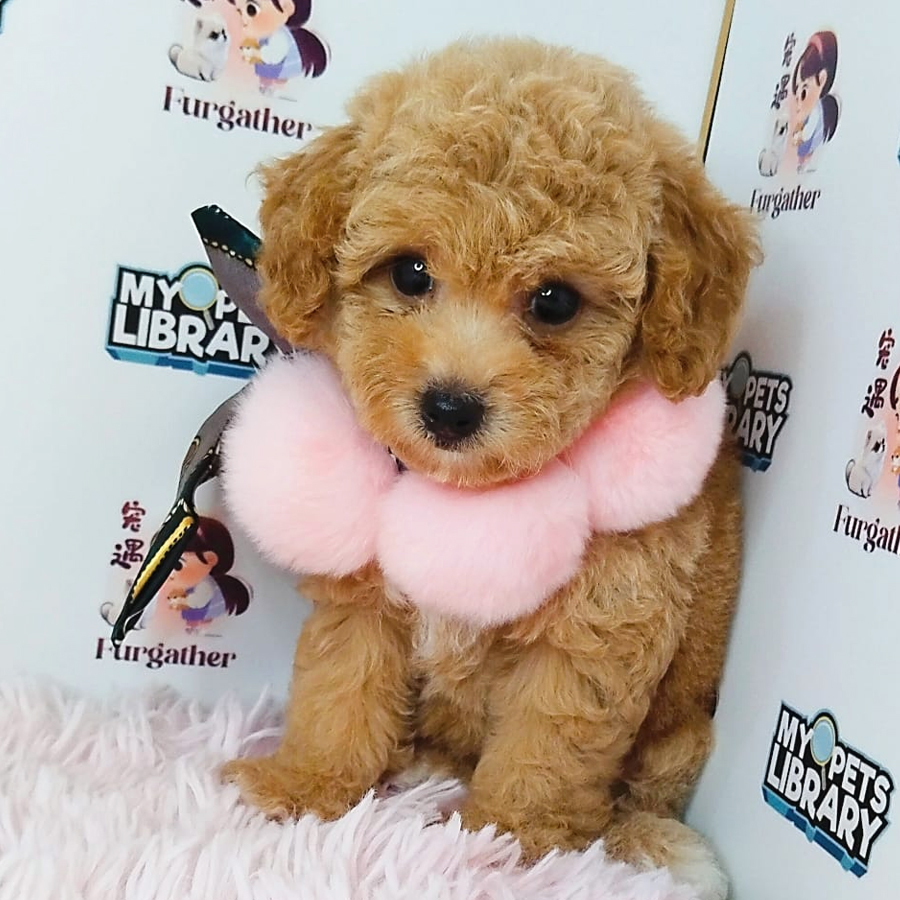 Toy Poodle Puppy (Female) For Sale