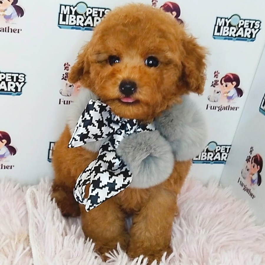 Toy Poodle Puppy (Male) For Sale
