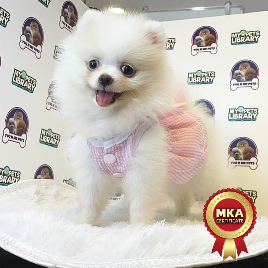 MKA Tiny Pomeranian Puppy (Female) For Sale