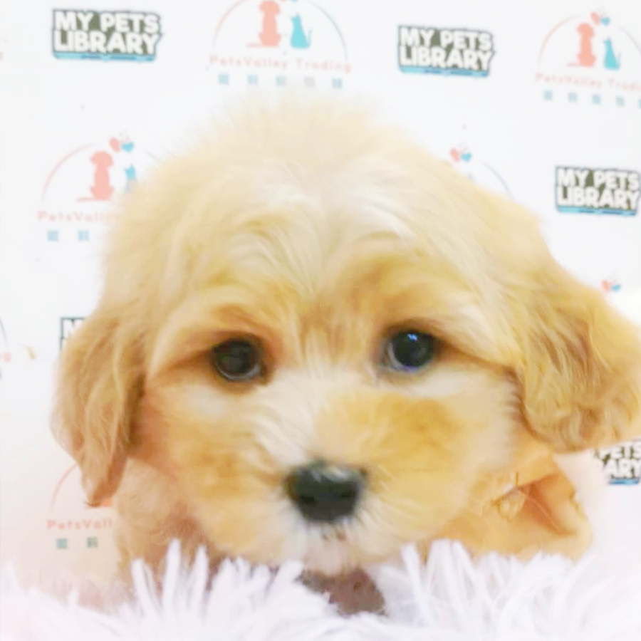 Maltipoo Puppy (Male) For Sale