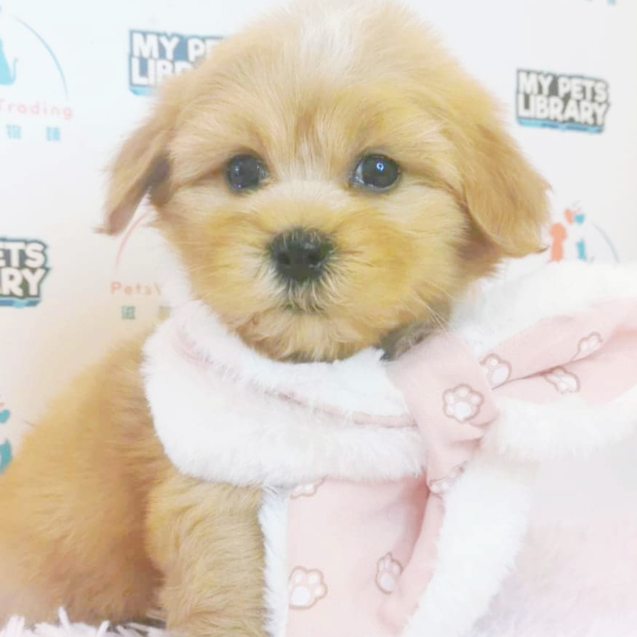 Maltipoo Puppy (Male) For Sale