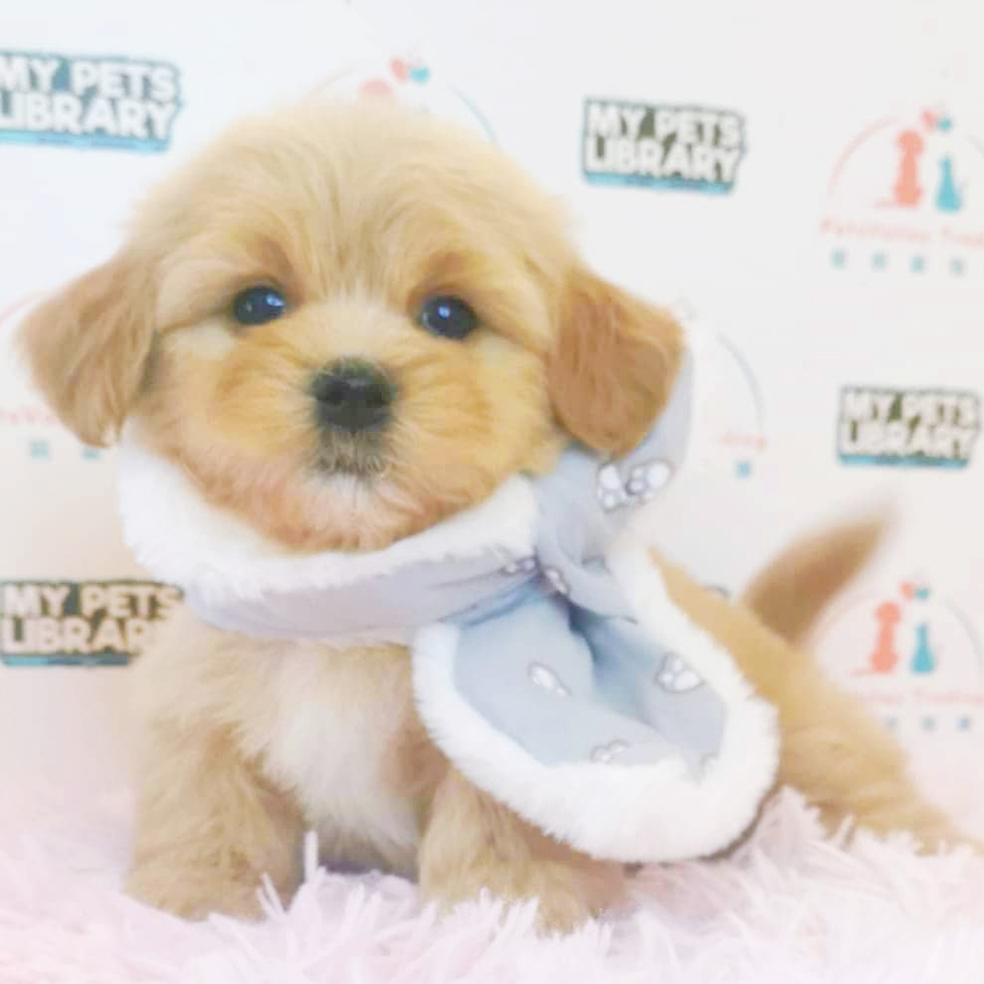 Maltipoo Puppy (Female) For Sale