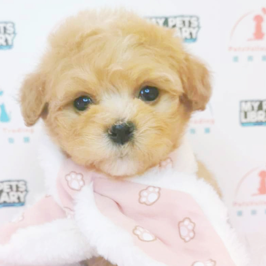Maltipoo Puppy (Female) For Sale