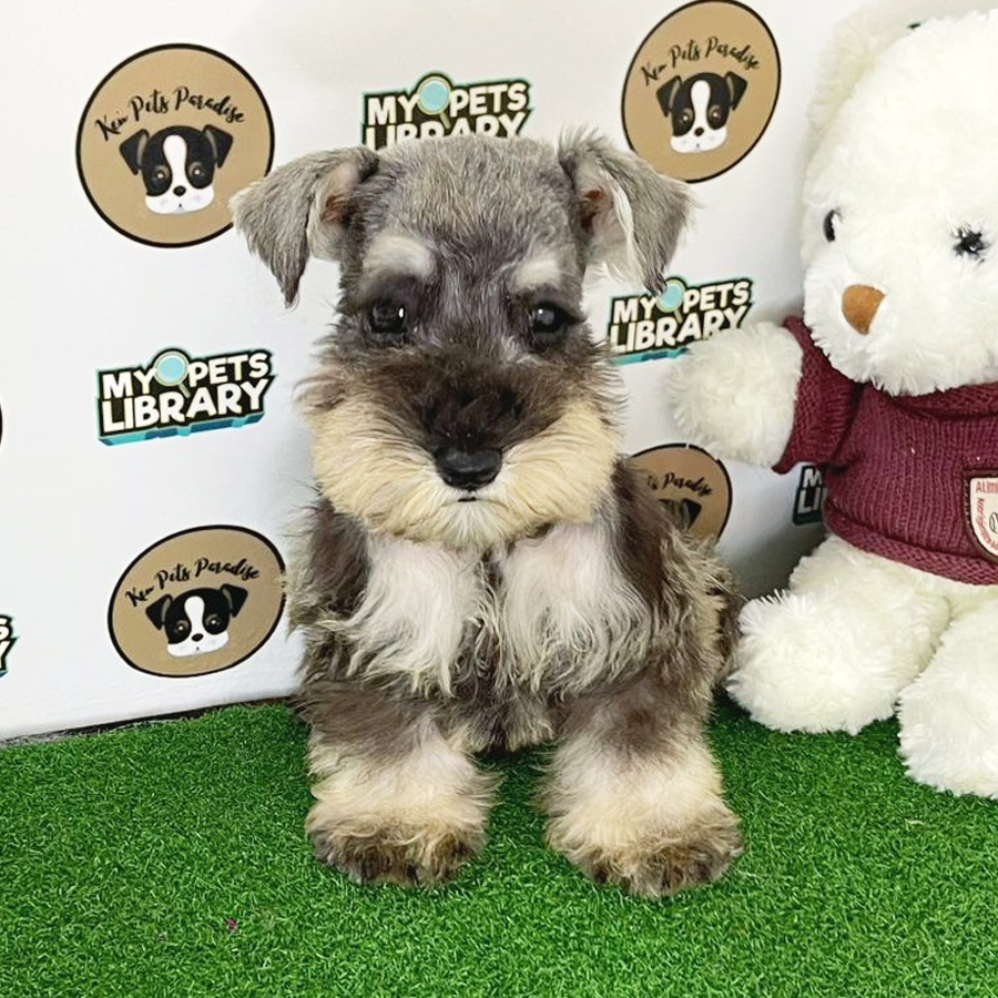 Schnauzer Puppy (Male) For Sale