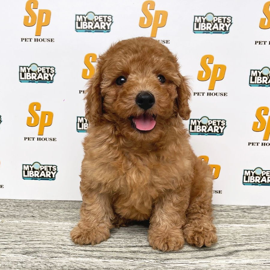 Toy Poodle Puppy (Male) For Sale