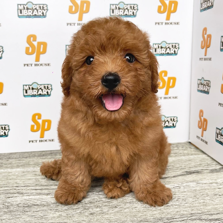 Toy Poodle Puppy (Male) For Sale