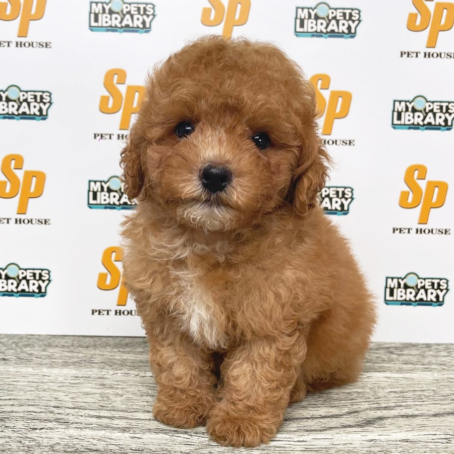 Toy Poodle Puppy (Male) For Sale