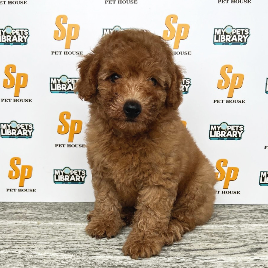 Toy Poodle Puppy (Male) For Sale