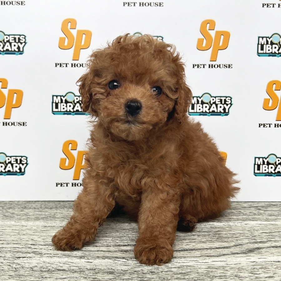 Tiny Poodle Puppy (Female) For Sale