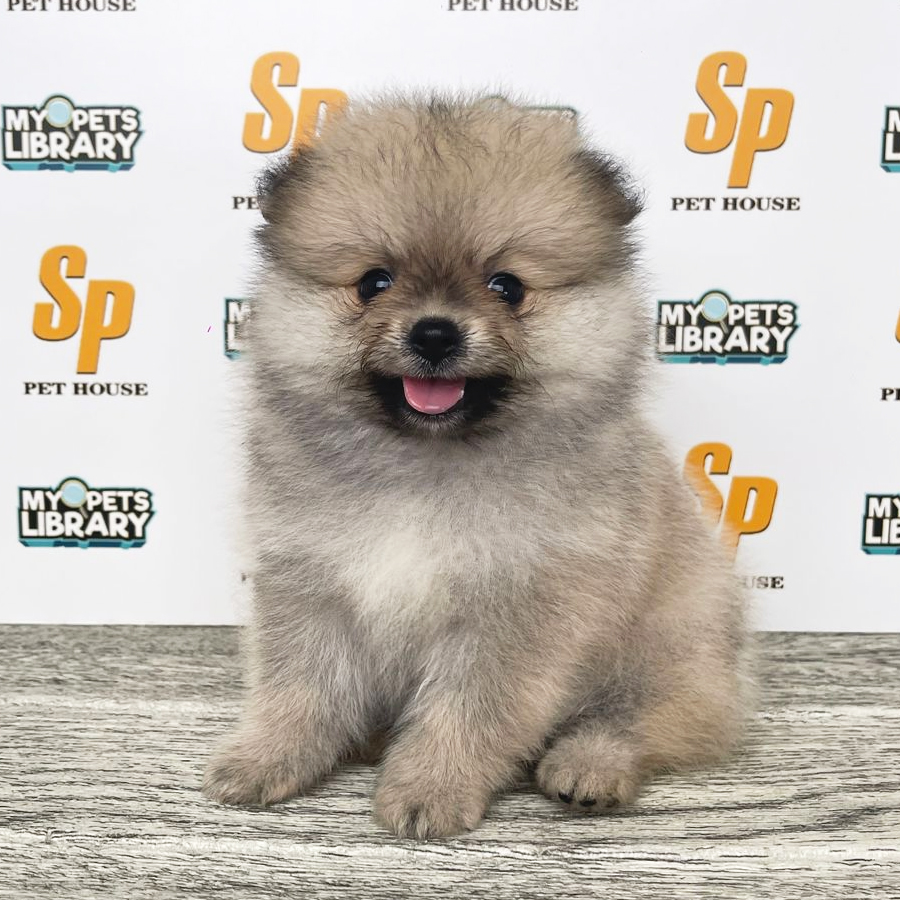 Tiny Pomeranian Puppy (Female) For Sale