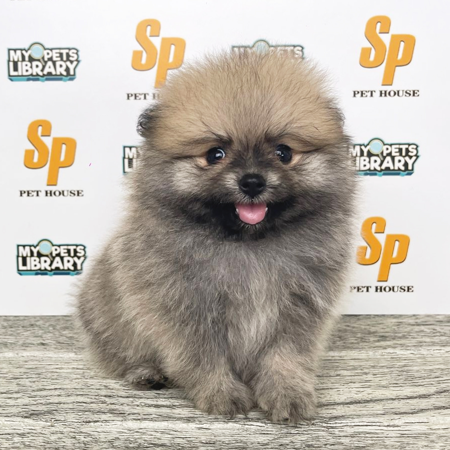 Tiny Pomeranian Puppy (Male) For Sale