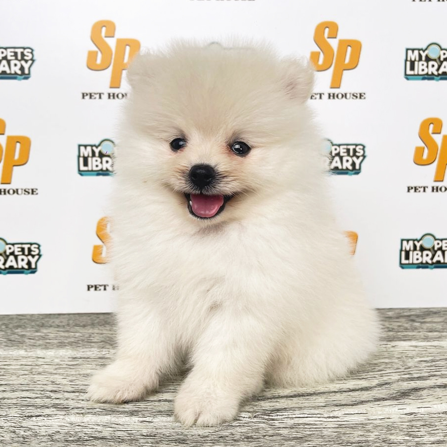 Tiny Pomeranian Puppy (Female) For Sale