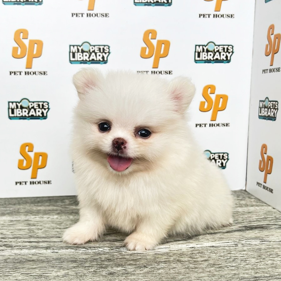 Tiny Pomeranian Puppy (Female) For Sale
