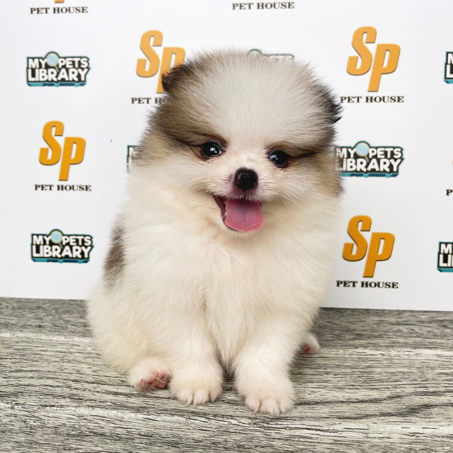Tiny Pomeranian Puppy (Female) For Sale