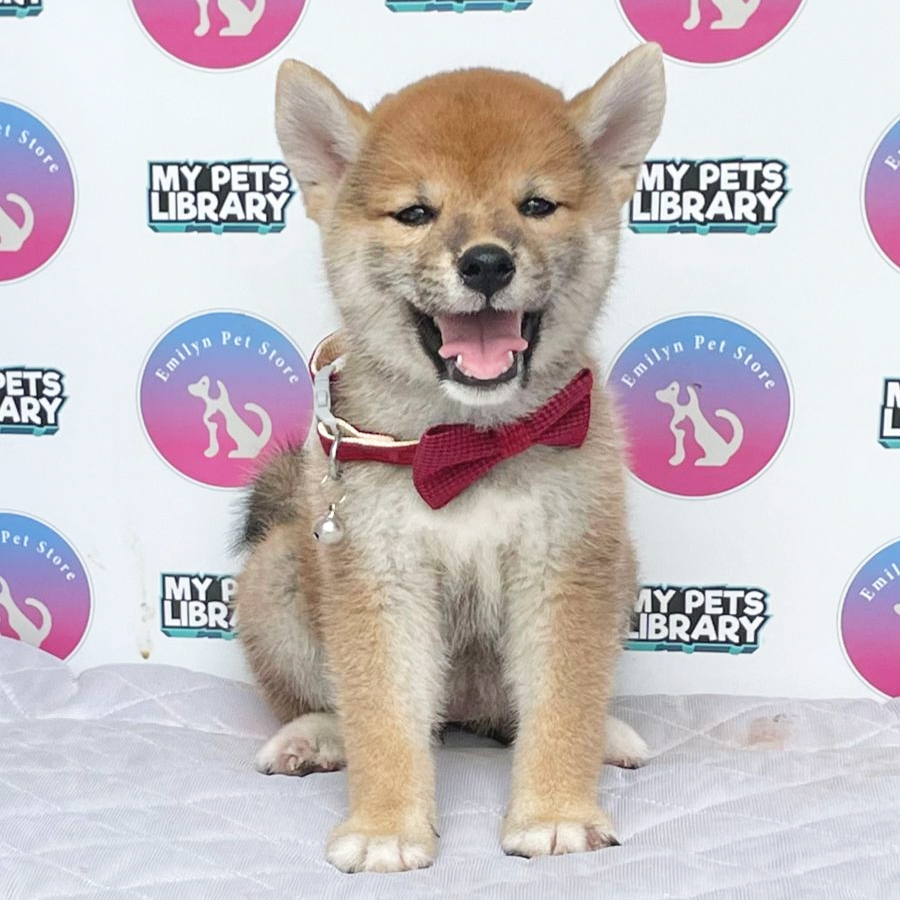 Shiba Inu Puppy (Female) For Sale