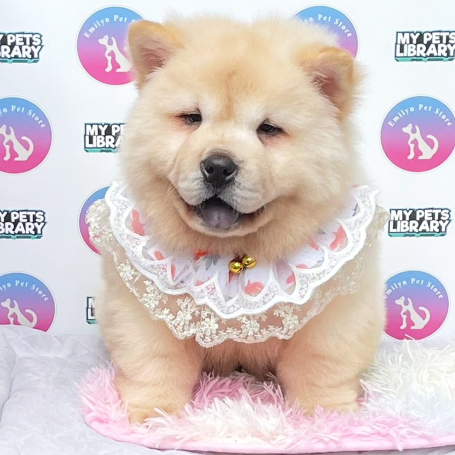 Chow Chow Puppy (Female) For Sale