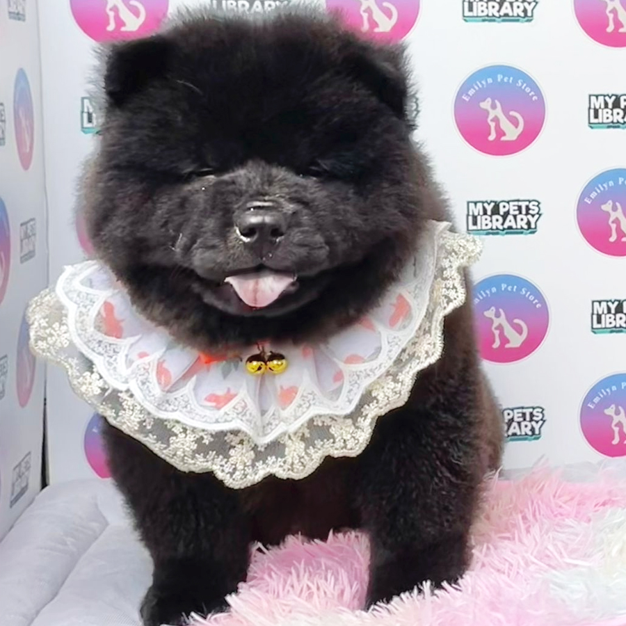 Chow Chow Puppy (Male) For Sale