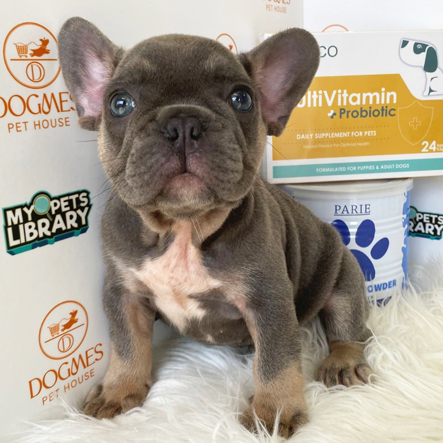 French Bulldog Puppy (Male) For Sale
