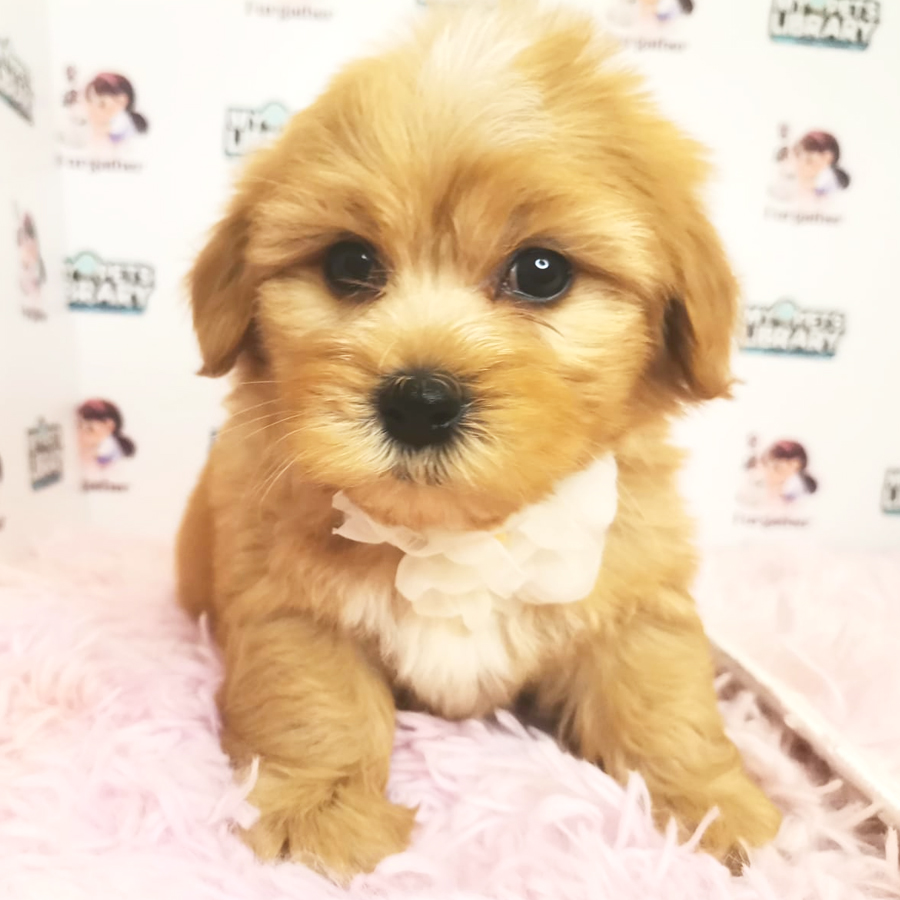 Maltipoo Puppy (Male) For Sale