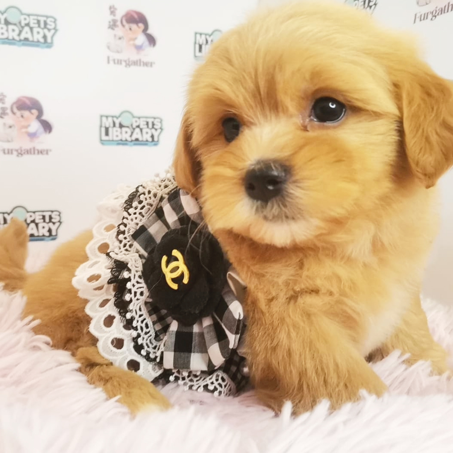 Maltipoo Puppy (Female) For Sale