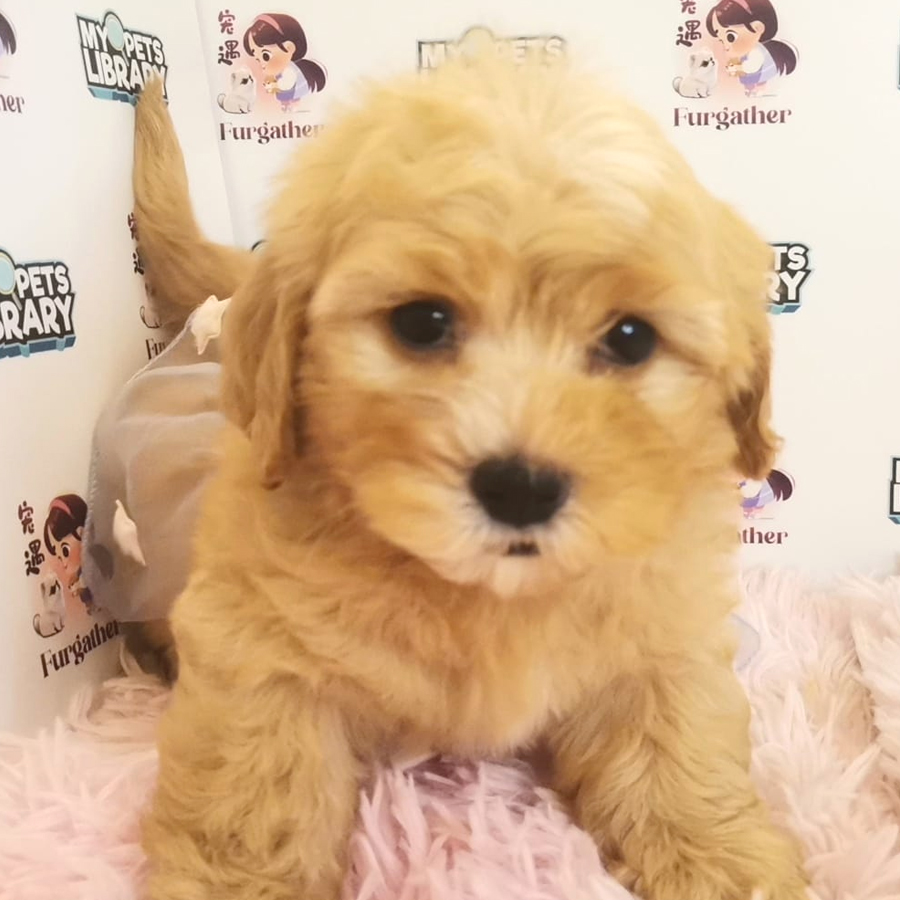Maltipoo Puppy (Male) For Sale