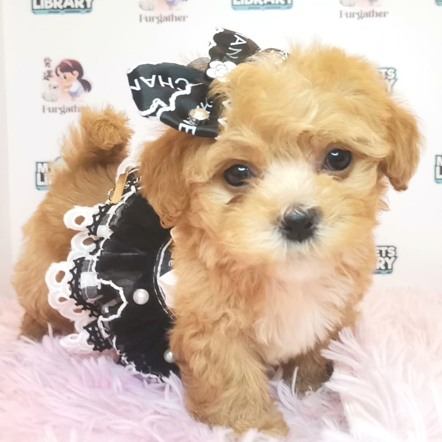 Maltipoo Puppy (Female) For Sale