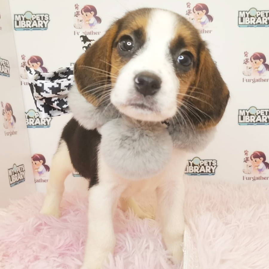 Beagle Puppy (Male) For Sale