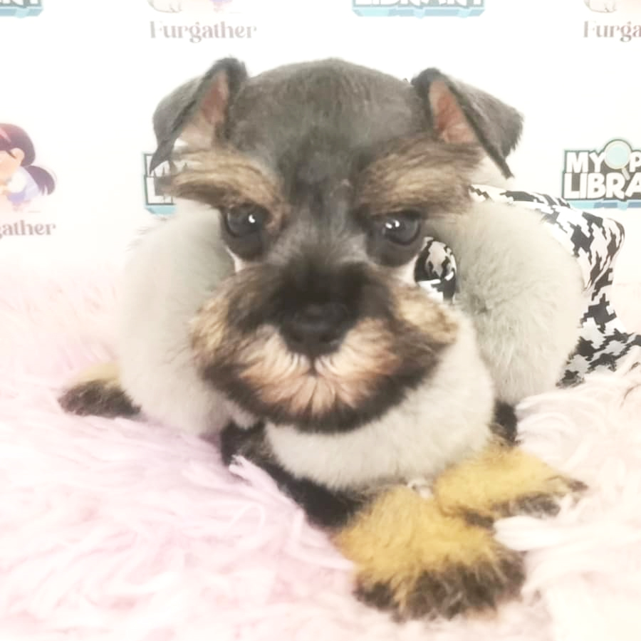 Schnazuer Puppy (Male) For Sale