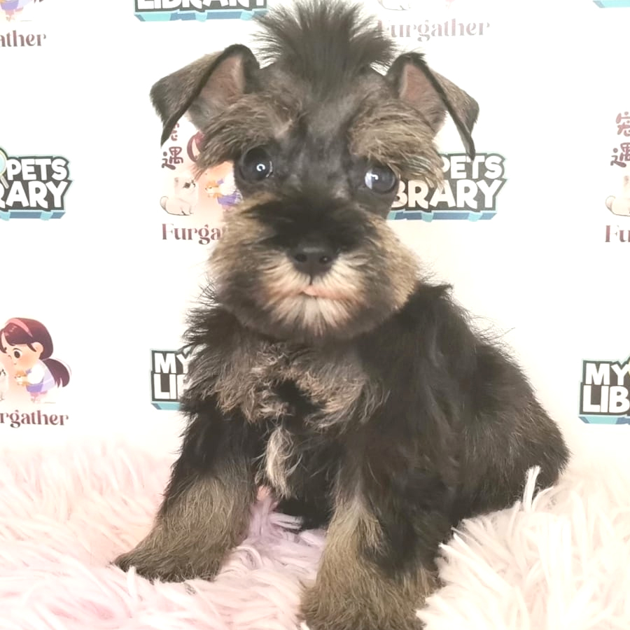 Schnazuer Puppy (Female) For Sale