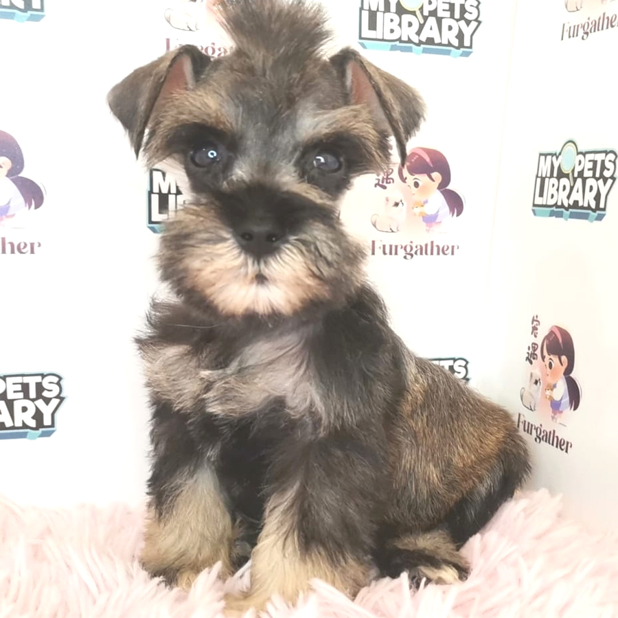 Schnazuer Puppy (Female) For Sale