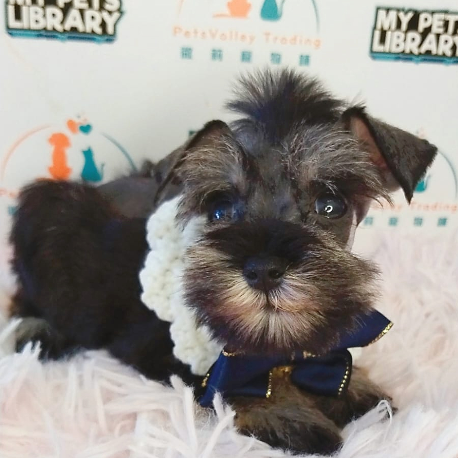 Schnazuer Puppy (Female) For Sale