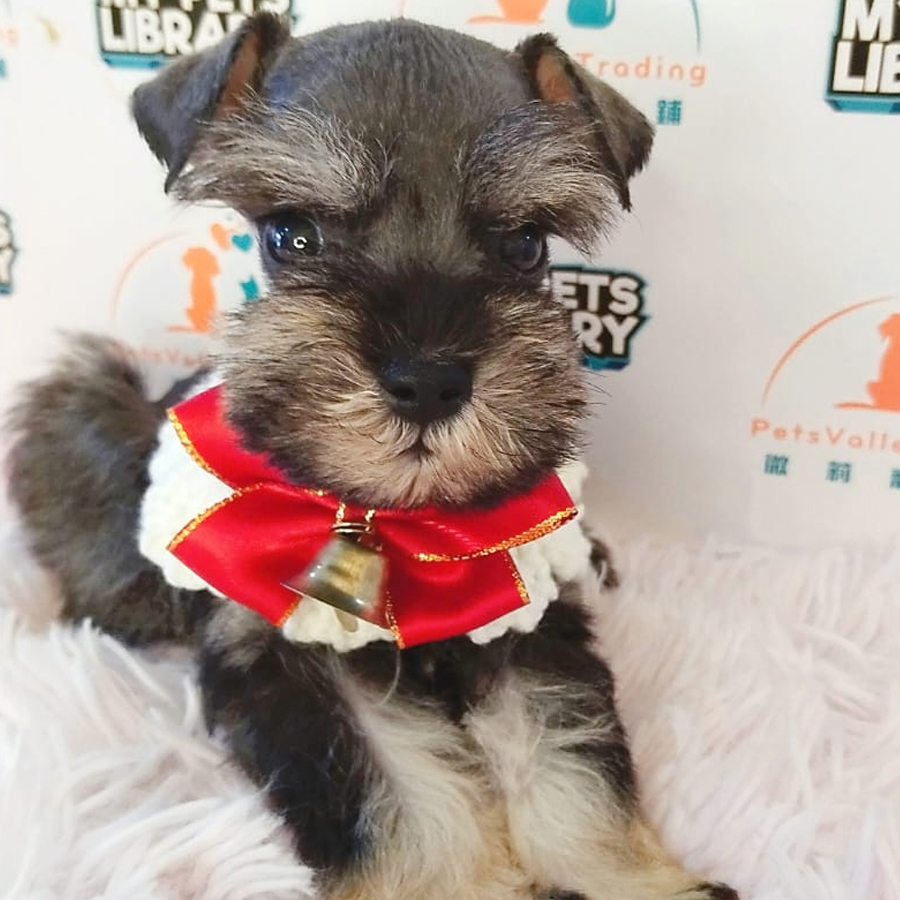 Schnazuer Puppy (Male) For Sale