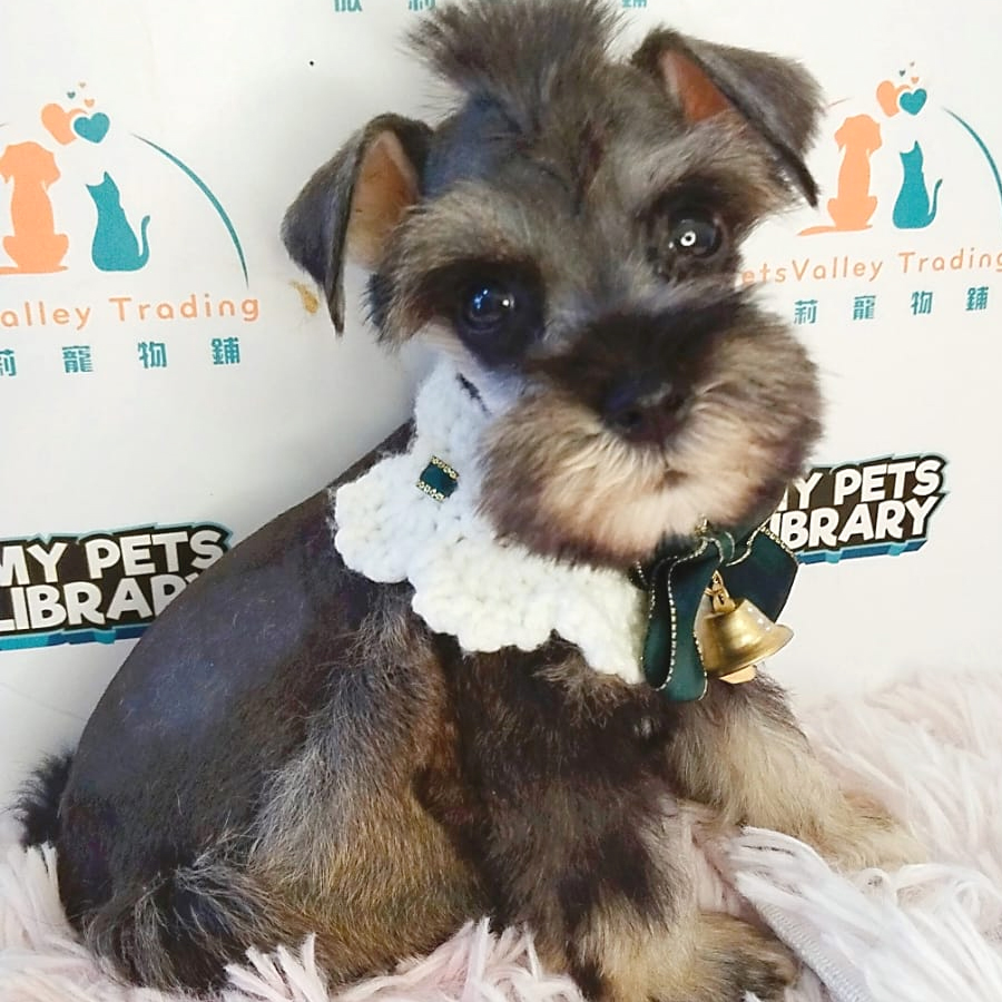 Schnazuer Puppy (Male) For Sale