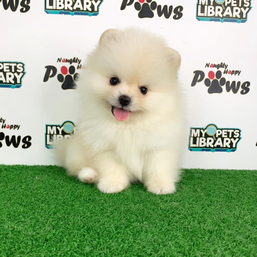 Pomeranian Puppy (Male) For Sale