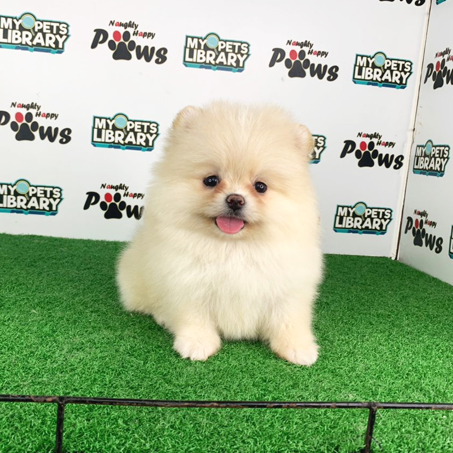 Pomeranian Puppy (Female) For Sale