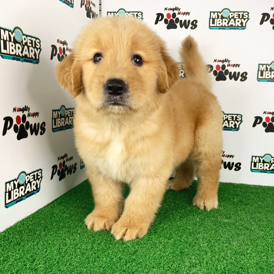 Golden Retriever Puppy (Male) For Sale